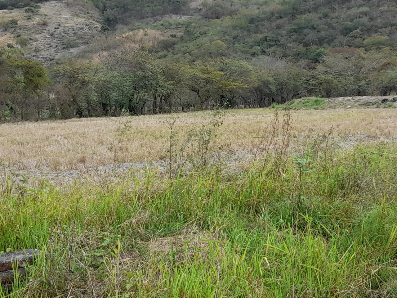 Remate Terreno de Comayagua