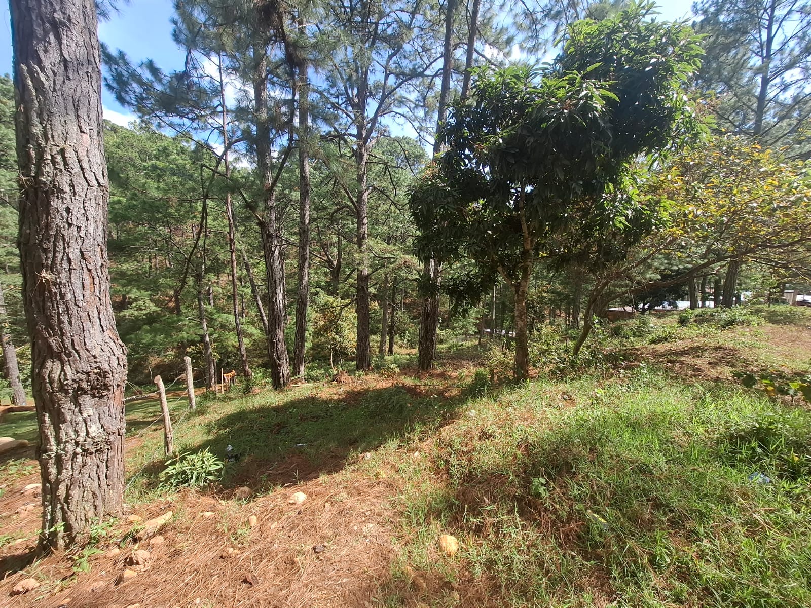 VALLE DE ANGELES, FRANCISCO MORAZÀN